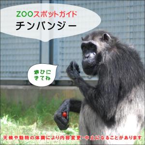 飼育員によるZOOスポットガイド。今回はチンパンジーです。 当日どなたでも参加できます。開始時刻までに、獣舎前へお越しください。