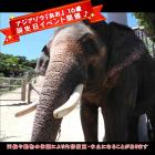 アジアゾウ「あお」の誕生日イベントを開催します♪