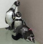 熊本市から来たフンボルトペンギンの公開について