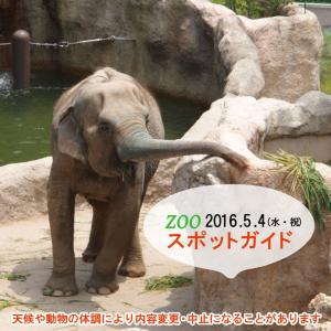 2016年5月4日(水・祝)のスポットガイドは15：30アジアゾウ