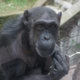 動物情報館ZooLab「チンパンジーについて学ぼう」