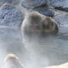 【中止となりました】サル山に露天風呂が出現！
