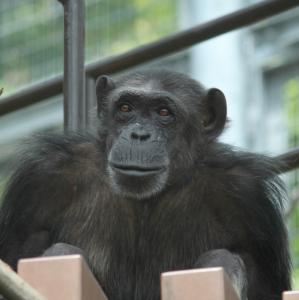 2月の動物サポーター限定企画バックヤードガイドを31日（日）10：00からチンパンジー舎で実施します。