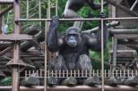 チンパンジー舎屋外放飼場整備工事のお知らせ