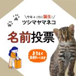【9月5日スタート!】今年4月25日に誕生したツシマヤマネコの名前投票を行います