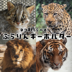 動物情報館ZooLab「ネコ科くらべる!ぶらりんキーホルダー」