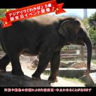 アジアゾウ「わかば」の誕生日イベントを開催します♪