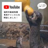 Youtubeに福岡市動植物園の専用チャンネルを開設しました！