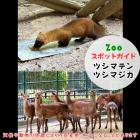 1月12日はツシマテンとツシマジカ