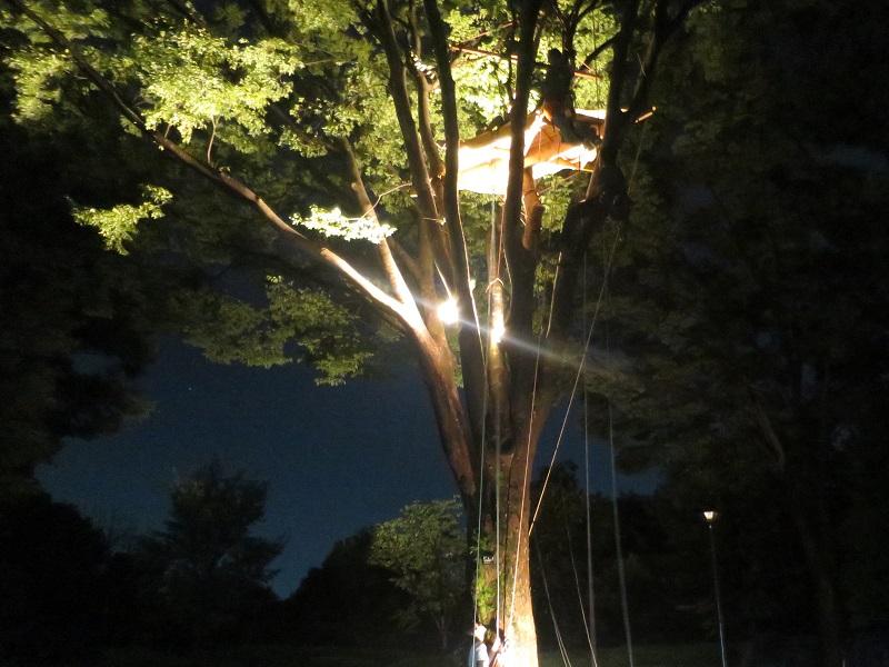夜の木登り体験