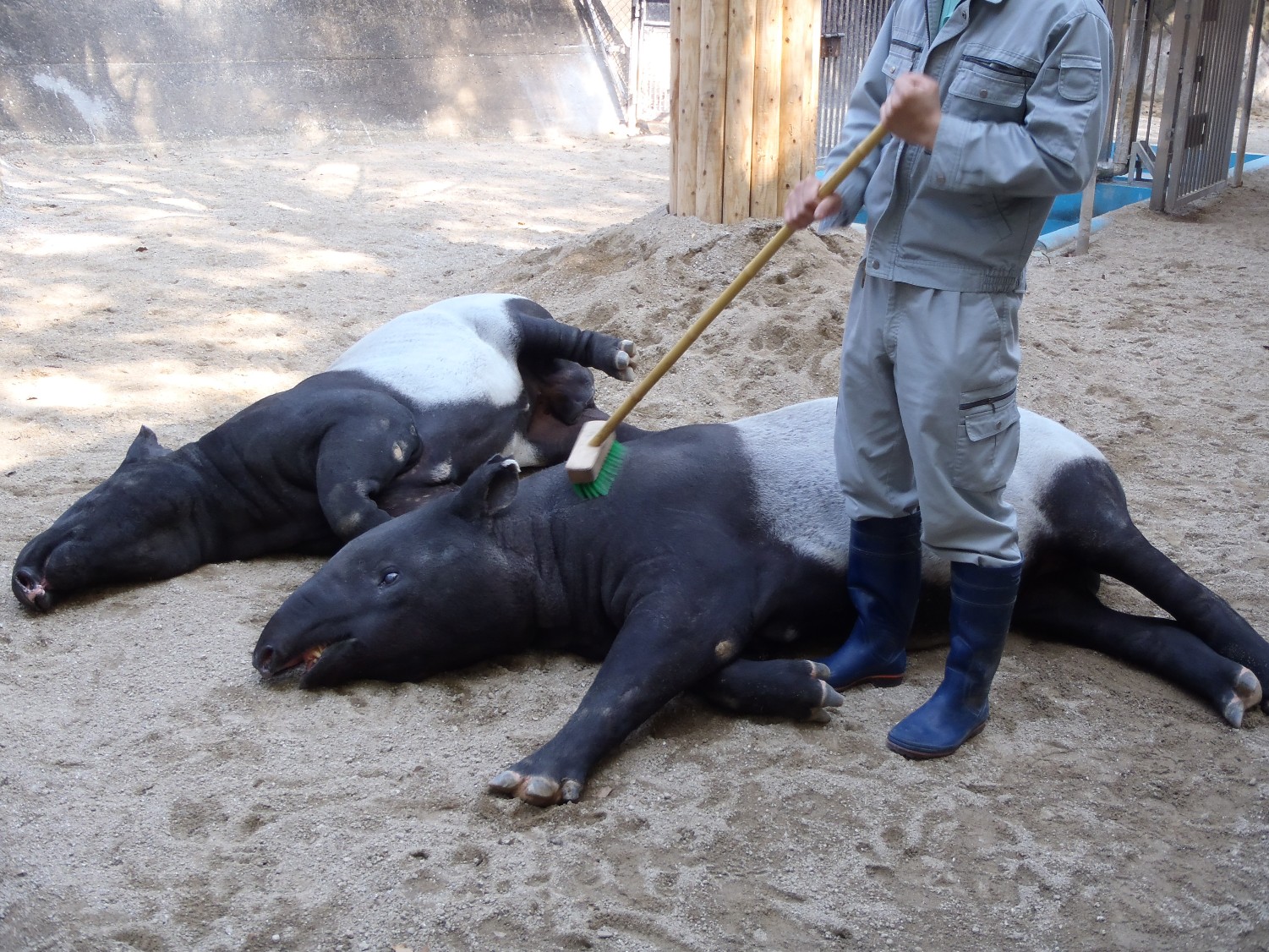 福岡市動物園 バクってこんな動物です