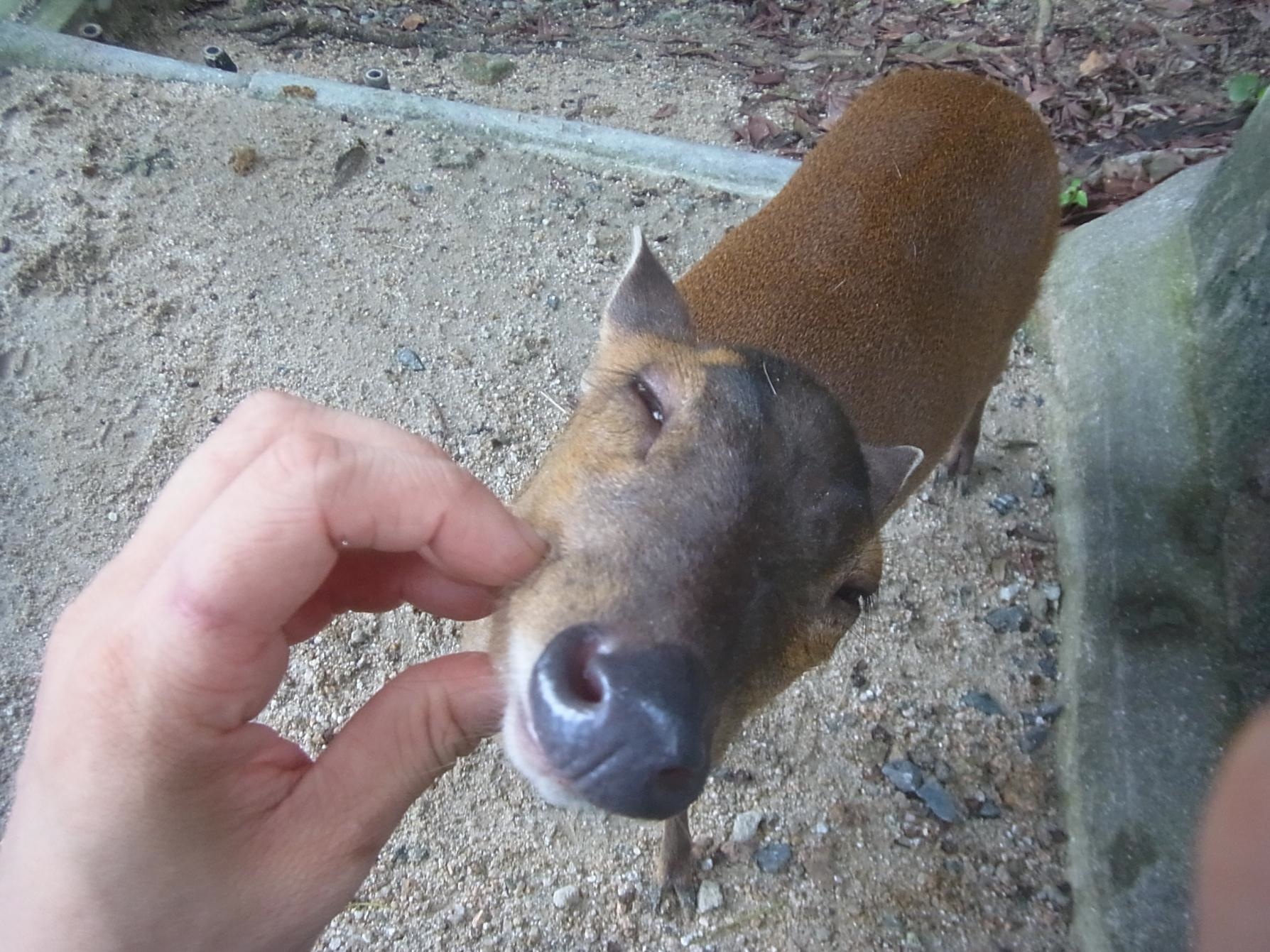 福岡市動物園 隠れ人気者のキョン