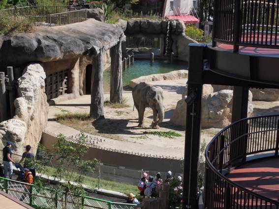 福岡市動物園 その後のゾウと新しい施設