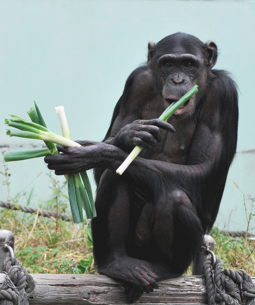 福岡のチンパンジー専用 | www.innoveering.net