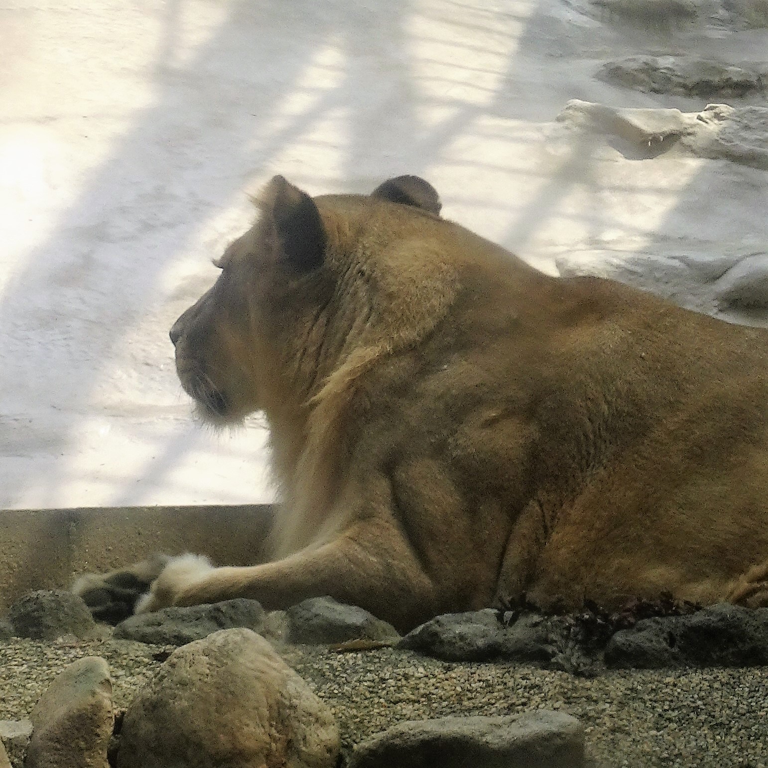 福岡市動物園 ネコ科動物の耳の裏