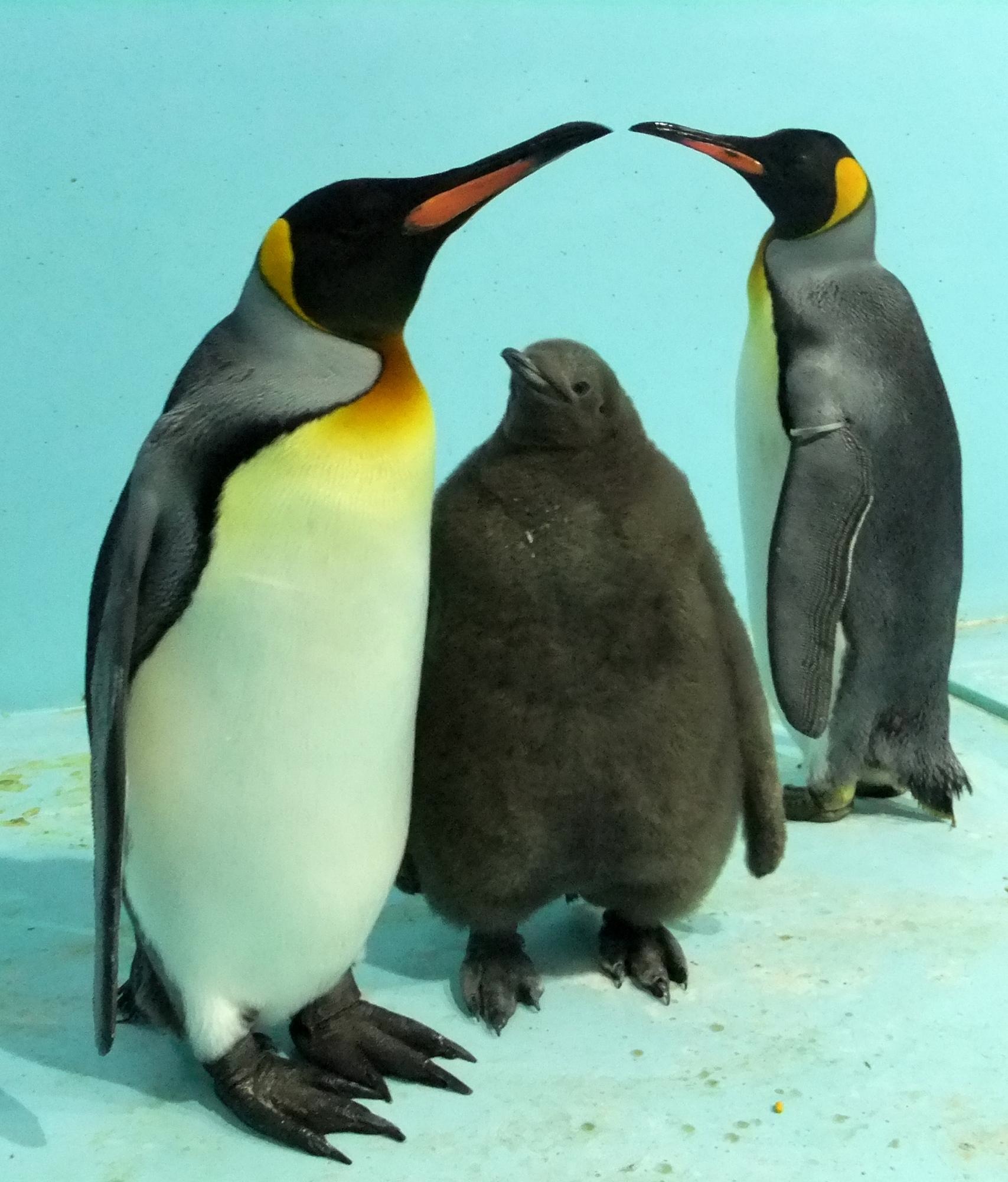 福岡市動物園 キングペンギンの赤ちゃんをぜひ見に来てください