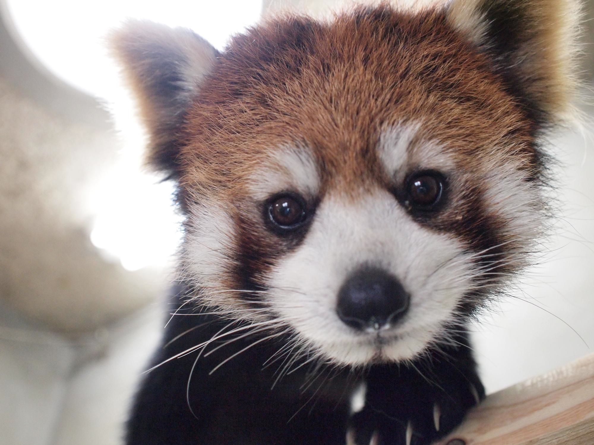 福岡市動物園 5月28日に来園したレッサーパンダのマリモ メス 3歳 を