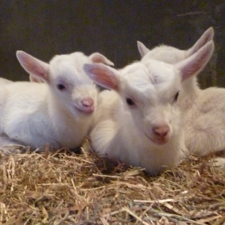 福岡市動物園 ヤギの赤ちゃんがうまれました