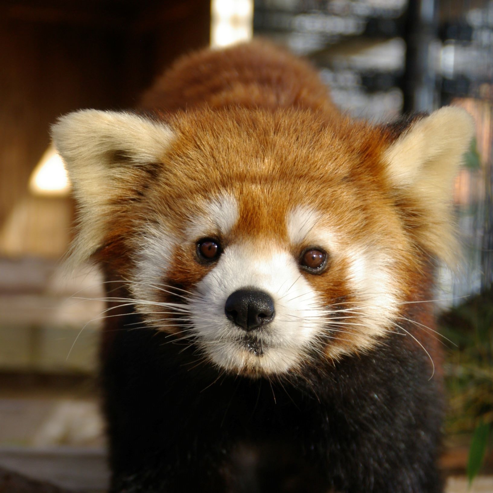 福岡市動物園 福岡市動物園にレッサーパンダが来園します