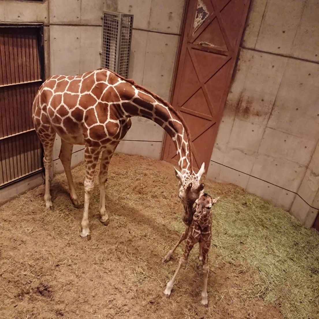 福岡市動物園 キリンに赤ちゃんが誕生しました