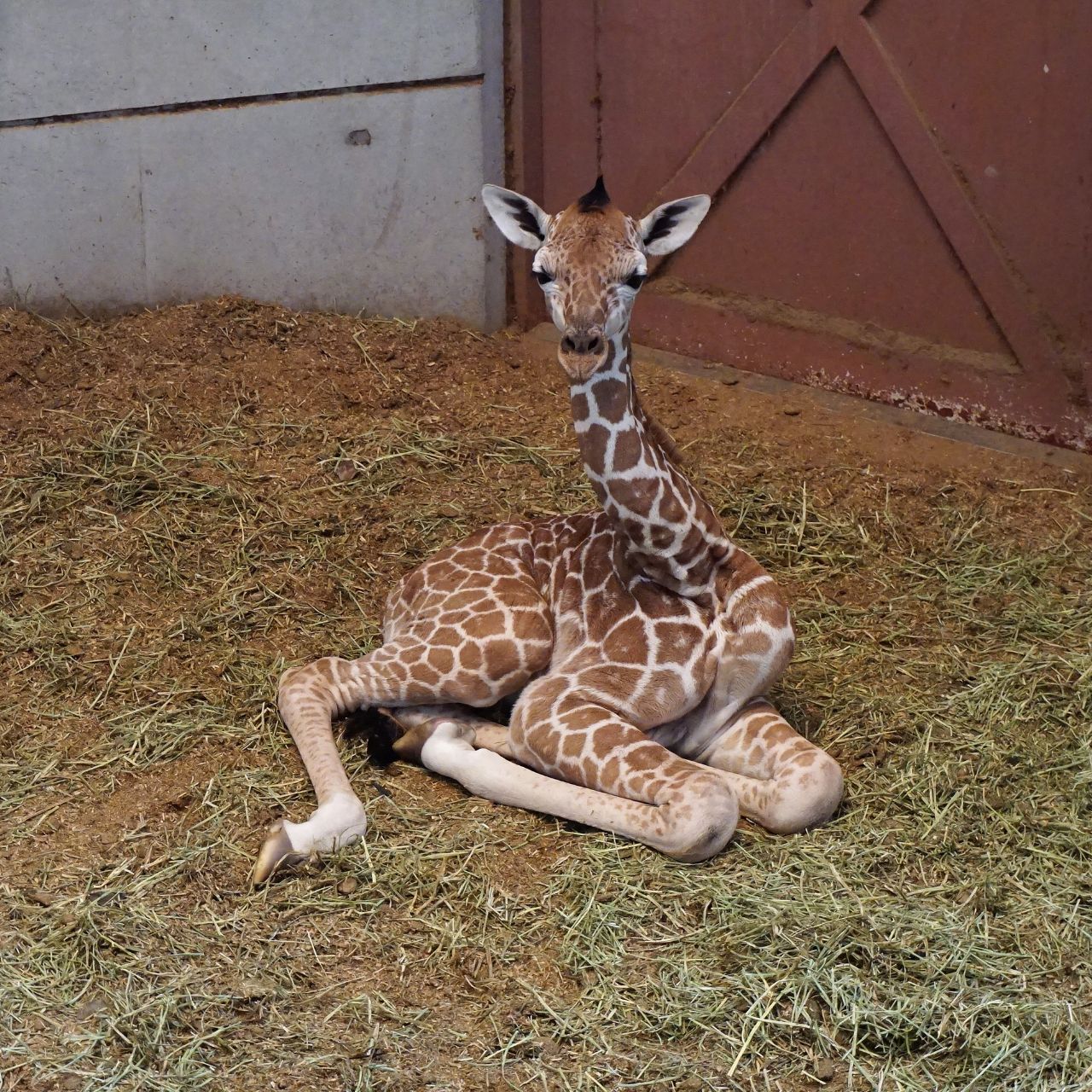 福岡市動物園 キリンに赤ちゃんが誕生しました