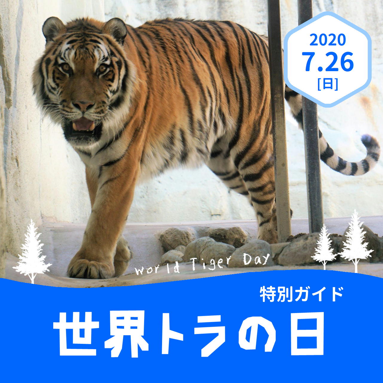 福岡市動物園 世界トラの日 特別ガイドを開催します