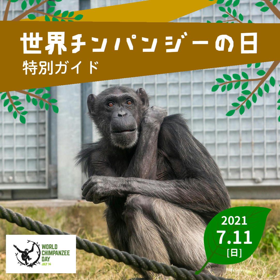 福岡市動物園 世界チンパンジーの日 特別ガイドを開催します