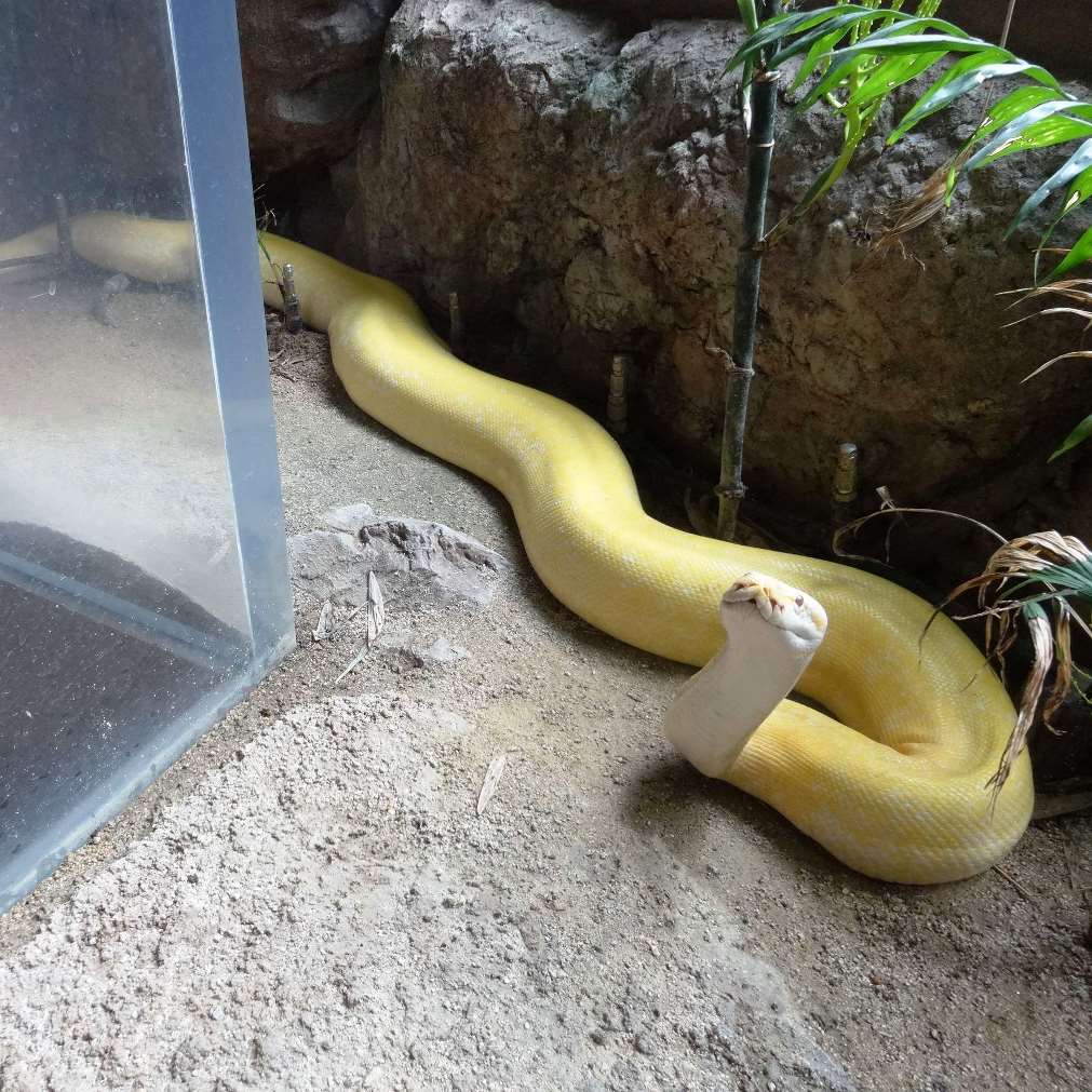 福岡市動物園 ビルマニシキヘビを常時公開しています