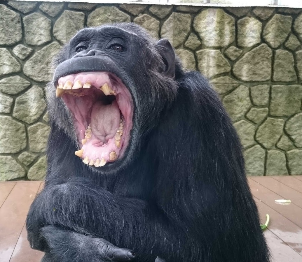 福岡市動物園 チンパンジーのパンヤは病気療養中です