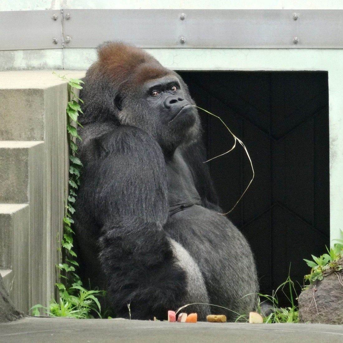福岡市動物園 ゴリラ ヤマト の死亡について