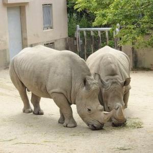 動物サポーター限定企画<バックヤードガイド>