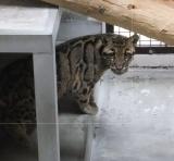 熊本市動植物園からウンピョウが到着しました