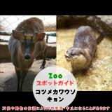 1月14日はコツメカワウソとキョン