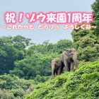 動物情報館ZooLab「祝！ゾウ来園1周年～これからも　どうゾゥ　よろしくね～」