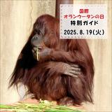 「国際オランウータンの日」特別ガイドを開催します