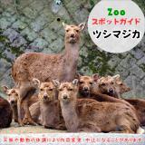 4月13日はツシマジカ