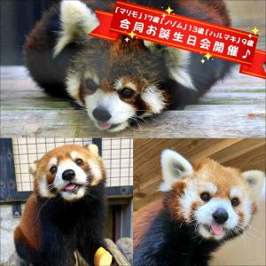 レッサーパンダ「ノゾム」7歳のお誕生日会を開催します