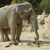 朝採りタケノコ"を動物たちに♪『タケノコ祭』