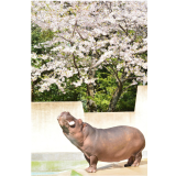 3月30日(月)は臨時開園日です。