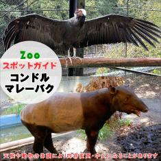 飼育員によるZOOスポットガイド。 当園に暮らす動物たちのお話を中心に、生態やエサについて担当飼育員が楽しくご紹介します。