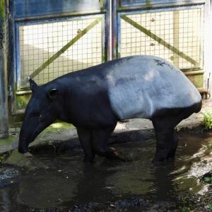 動物サポーター限定企画＜バックヤードガイド＞