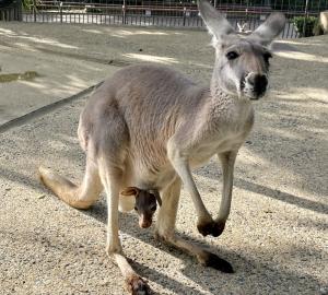 アカカンガルー