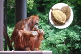 「日本動物大賞受賞記念 ドリアンパーティー」
