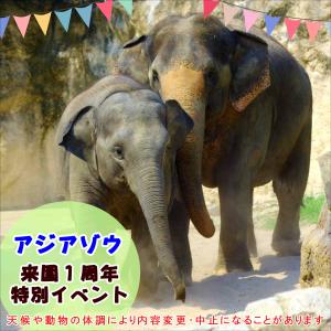 レッサーパンダ「ノゾム」7歳のお誕生日会を開催します