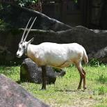 アラビアオリックスの来園について