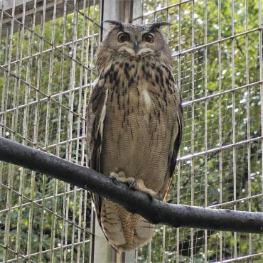 福岡市動物園｜ワシミミズク