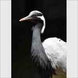 <動物園職員が選ぶ> 2026年福岡市動物園写真コンテスト入賞者について