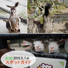 2016年5月1日(日)のスポットガイドは10：00～　エミュー・カンガルー ，11：00～ヤギ・ヒツジ