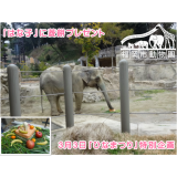 ひなまつり特別企画：アジアゾウ「はな子」にプレゼント