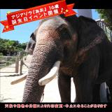 アジアゾウ「あお」の誕生日イベントを開催します♪